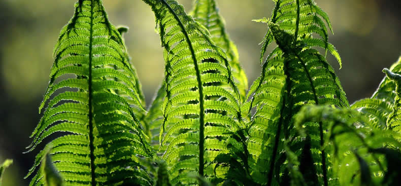 Preparar el jardín para recibir la primavera